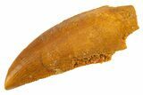 Serrated Raptor Tooth - Real Dinosaur Tooth #332146-1